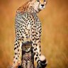 Githeri wa nchomba profil fotoğrafı