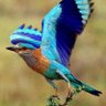 shivaraj.S.N profil fotoğrafı