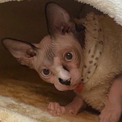 Sphynx_tenten's profile picture