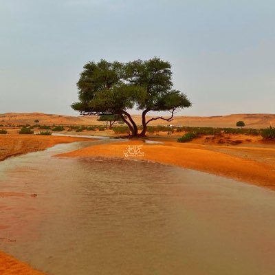 بدر الناحــز's profile picture