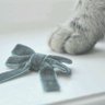 mlle_chat98 🐈⬛࿐⋆* profil fotoğrafı