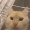 𝐂𝐫𝐞𝐚𝐦's profile picture