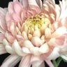 flower child's profile picture