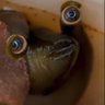 Quarktasche's profile picture