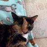 Tigger profil fotoğrafı