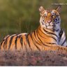 Tiger_InThe_Jungle profil fotoğrafı