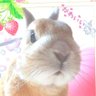 きょん🤍🌈🐰's profile picture