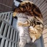 Gopi 的头像