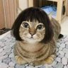 たぬたぬ's profile picture