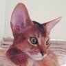 Luca's profile picture