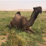 سعد الغيداني 的头像