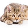Фото профиля あかねこ♂南京錠で素敵なご縁普及係