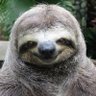 Salvador's profile picture