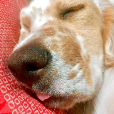 ほしのこ@お得なセール's profile picture