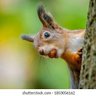 Squirrels 的头像