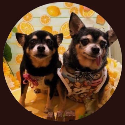 kahalatomomi_tk's profile picture