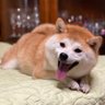 もふもふパラダイス's profile picture