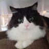 cute cat sharing profil fotoğrafı