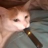 Schrodinger's Gat™ 的头像