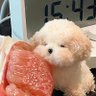 呆呆鱼🐟's profile picture