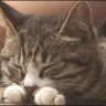温哥华猫脸's profile picture