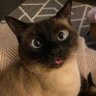 DHBrothers's profile picture