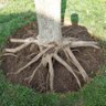 Lonely Tree - 🇺🇦🇺🇦 Stand with Ukraine 🇺🇦🇺🇦's profile picture
