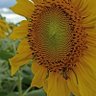 Фото профиля Samara 🙏Protegida de Deus🙏🌻🕊️🇧🇷