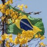 🇧🇷Nina Bellini🇧🇷 的头像