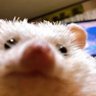 xyz.raviolli's profile picture