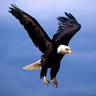 eaglelady11 的头像