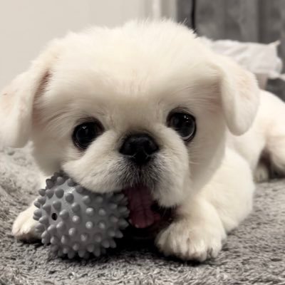 こむすび's profile picture