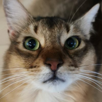 Miketa_ZELVIA's profile picture