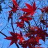 290i acer's profile picture