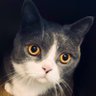 Wabi Sabi Cat's profile picture