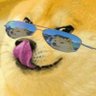 Doge Madness 的头像