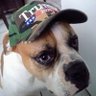 Bull Dog's profile picture