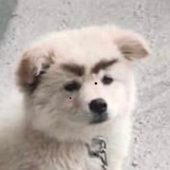 쿠키's profile picture
