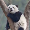 Profilbild von Sleeping Panda
