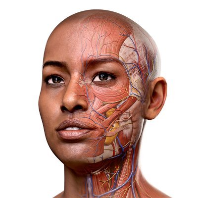 CompleteAnatomy's profile picture