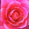 stefania leone.'s profile picture