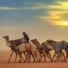 عَبْدُالعَزِيزُ's profile picture