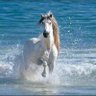 صوت حق's profile picture