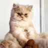 Burak's profile picture
