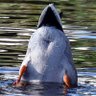 The Duck Of Essex 🦆 profil fotoğrafı