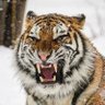 Tiger7Sun's profile picture