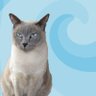 Zigg E Cat profil fotoğrafı