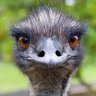Profilbild von tere rere