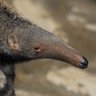 anteater x's profile picture
