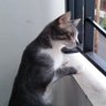 Um Rami profil fotoğrafı